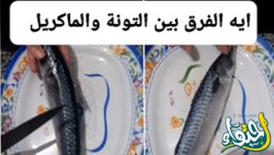 ما الفرق بين سمك الماكريل والتونة