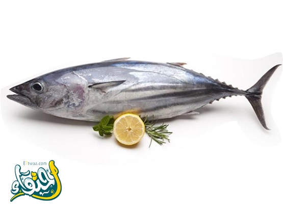 ما الفرق بين سمك الماكريل والتونة