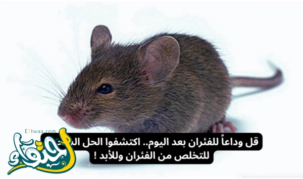 How to get rid of mice in your home naturally? 1pc5ybg4.jpg