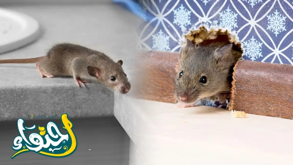 كيف تتخلص من الفئران في منزلك بشكل طبيعي؟