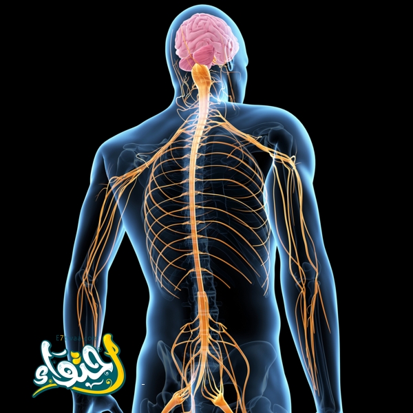 ما هو عمل الجهاز العصبي السمبثاوي ؟