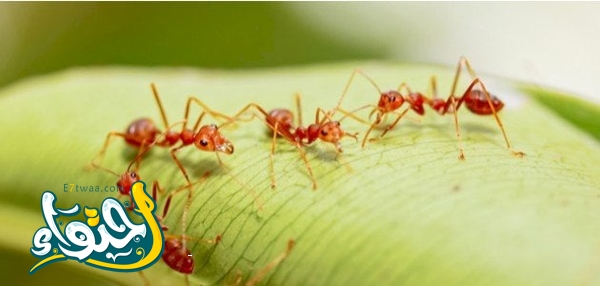 هل النمل في المنزل من علامات الحسد؟ 6qnwxsjd.jpg