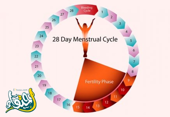 ما هي طريقة الحمل بعد الدورة بشكل طبيعي؟