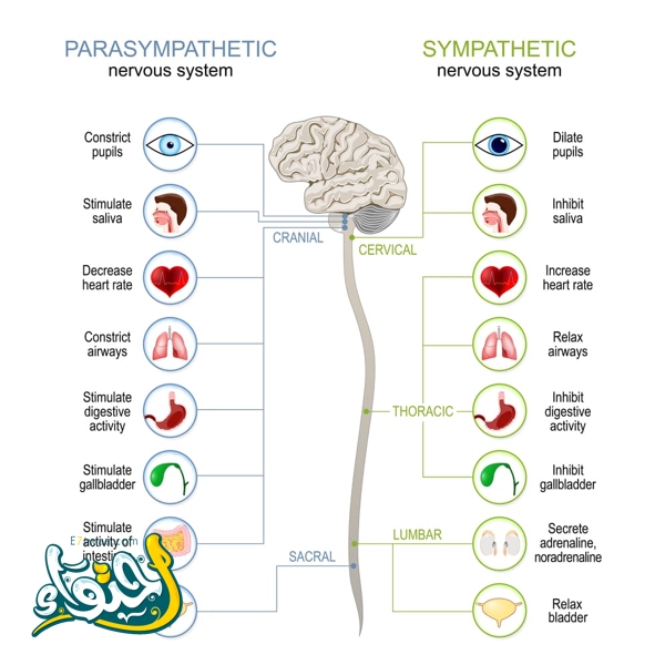 Sympathetic And Parasympathetic Nervous System