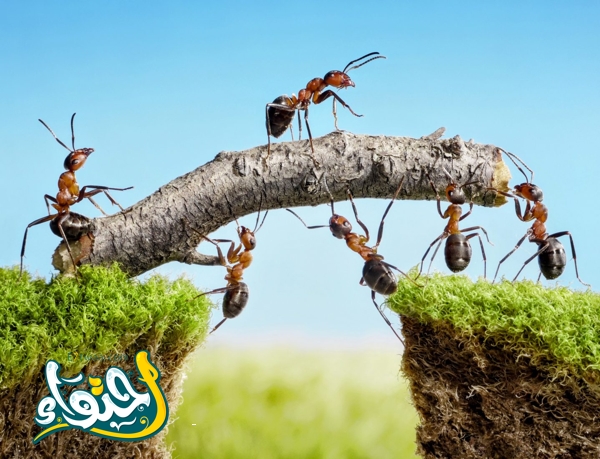 هل النمل في المنزل من علامات الحسد؟ n46e8gt3.jpg