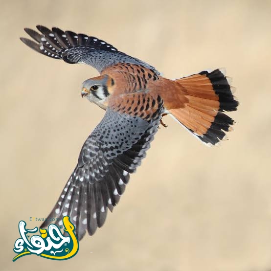 العوسق الأمريكي – Falco sparverius