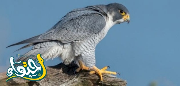 الصقر الرمادي – Grey Falcon
