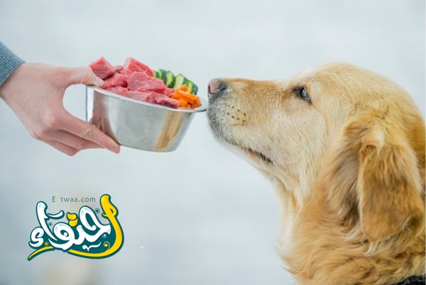 ما هو طعام الكلاب المختلط؟