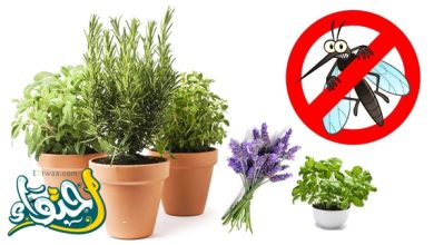 أنواع النباتات الطاردة للحشرات والناموس في المنزل