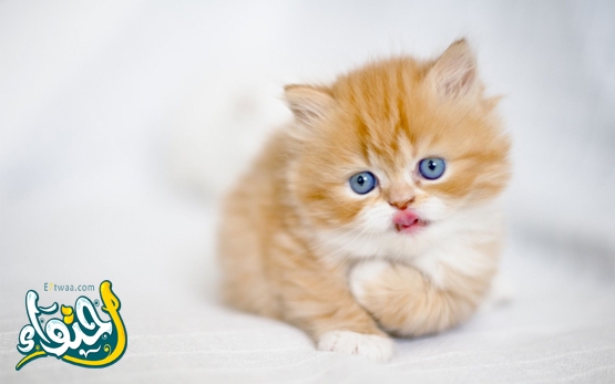 اسماء قطط اناث عيون زرقاء مميزة 2025 مميزة وجديدة بالتفصيل