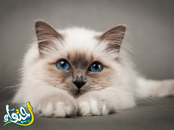 اسماء قطط اناث عيون زرقاء مميزة 2025 مميزة وجديدة بالتفصيل