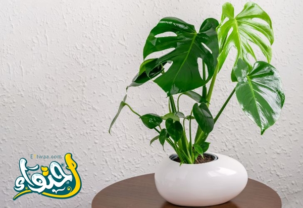 Monstera Deliciosa