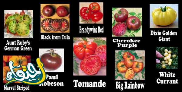 أنواع الطماطم والوانها بالصور