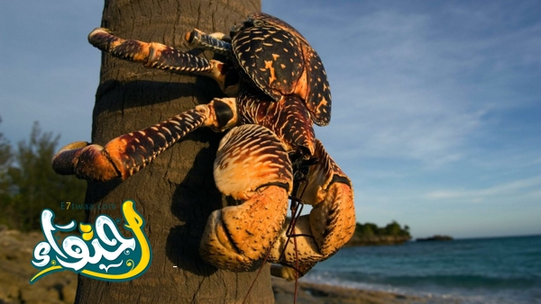 The Giant Coconut Crab