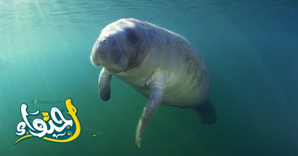 Manatee swimming in the water. 