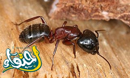 Carpenter ants