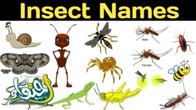 أسماء حشرات المنزل الصغيرة