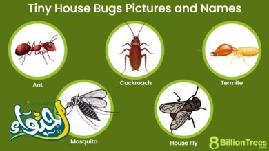 الحشرات المنزلية: أنواعها وأسمائها بالصور