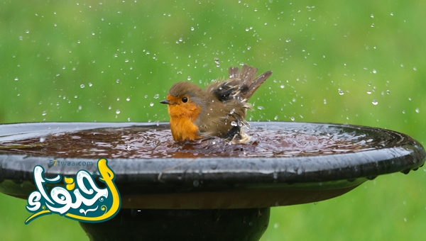 Best Ways to Bathe Birds