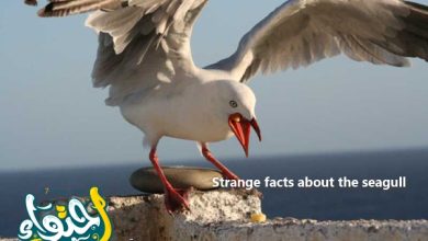 حقائق غريبة عن طائر النورس