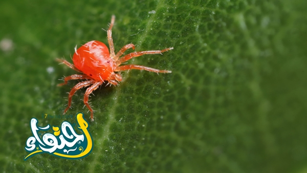 Spider Mite