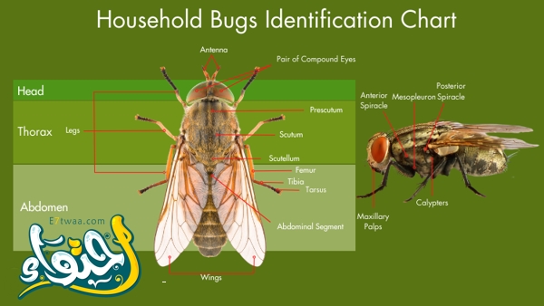 الحشرات المنزلية.