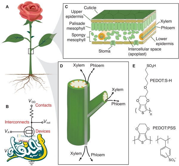 النباتات الالكترونية : أحدث صيحات العلم