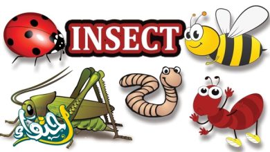 تعرف على حشرات المنزل من خلال مخطط سهل