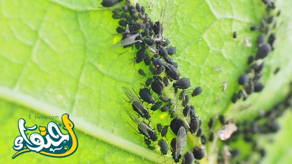 Black Aphids