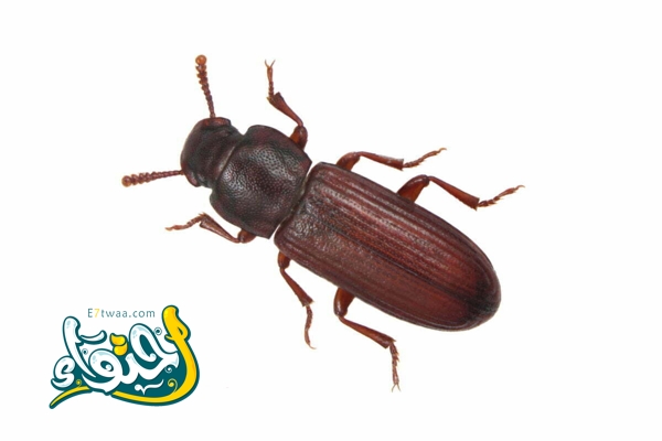 Flour Beetles