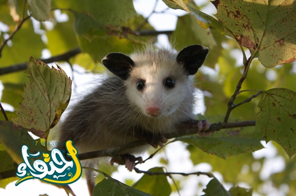 Flying Opossum: A cute creature