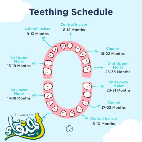 The age at which a child starts teething: important information