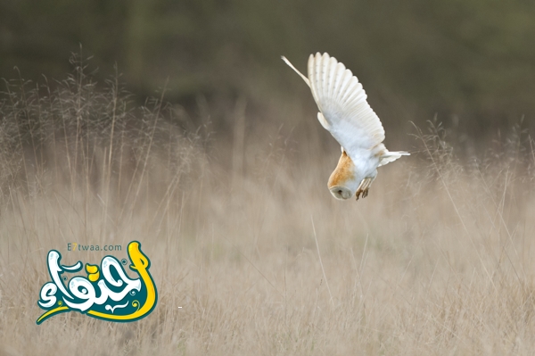 barn owl