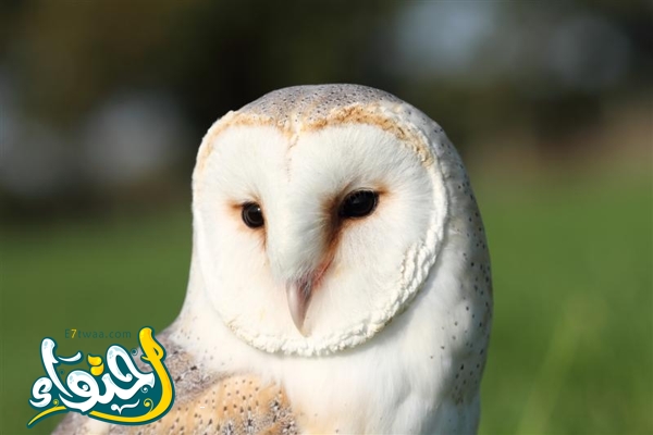 barn owl