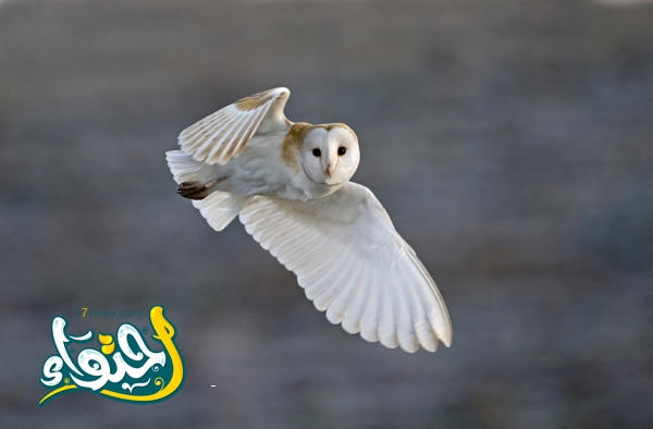 barn owl