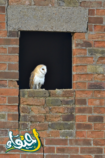 barn owl