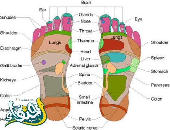 خريطة الجسم في باطن القدم : النقاط الهامة