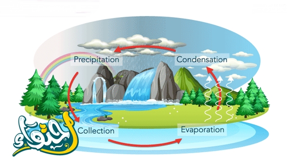 The Water Cycle in Nature: From the Ocean to the Clouds and Everything in Between