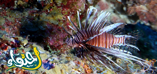 Red lionfish: dangerous fish