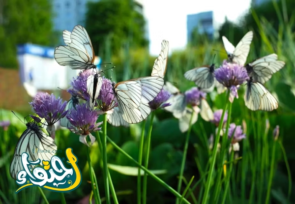 Best Plants to Attract Butterflies to Your Garden