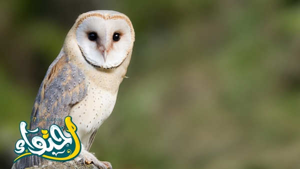 barn owl