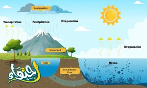 دورة الماء في الطبيعة: من المحيط إلى السحاب وما بينهما
