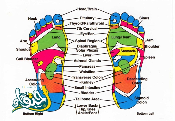 Body map on the sole of the foot: important points