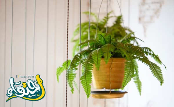 10 Tips to Boost Your Indoor Fern Growth