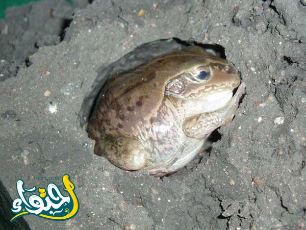 Which helps frogs breathe in the mud?