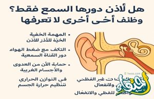 هل الأذن دورها السمع فقط .. وظائف أخرى لا تعرفها