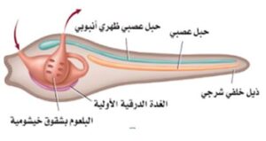 اي من الحبليات يمكن الخلط بينه وبين اللافقاريات