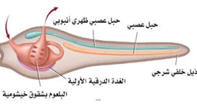 اي من الحبليات يمكن الخلط بينه وبين اللافقاريات